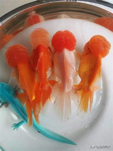 金魚數量 風水